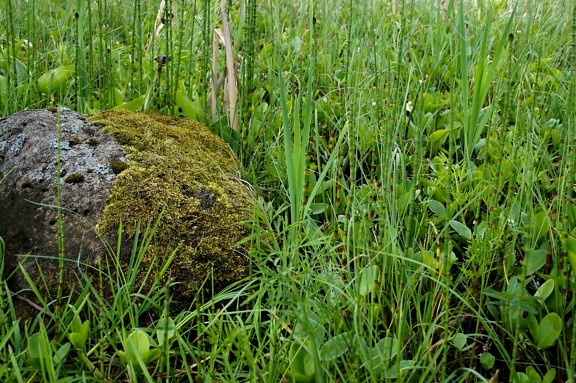 stein, overgrodd gress, mose, grønt gress