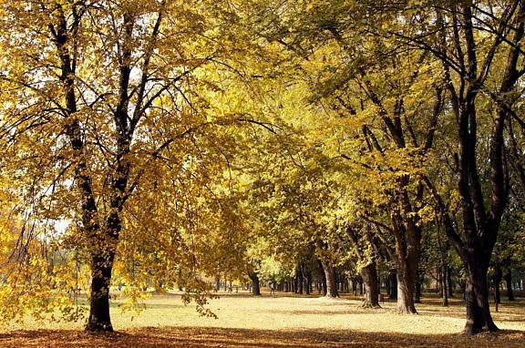 skogen, trær, gule blader, høsten