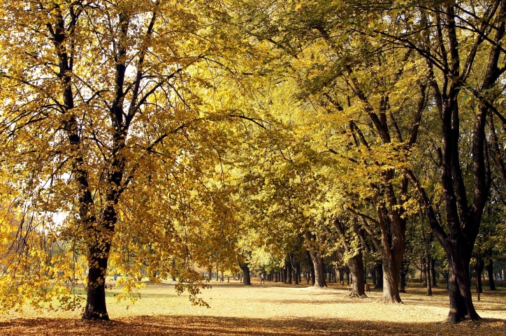 bosque, árboles, hojas amarillas, otoño