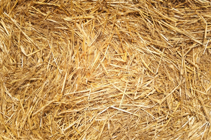 buğday, saman, kurutulmuş çim, çim, yaz