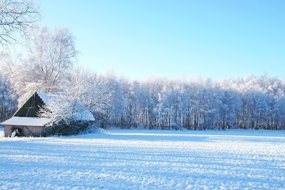 winter, landscape, trees, snow, field, barn house, sunny day