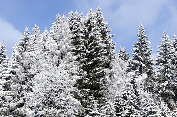 zima, stromy, sníh, modrá obloha, příroda, sněhová vločka