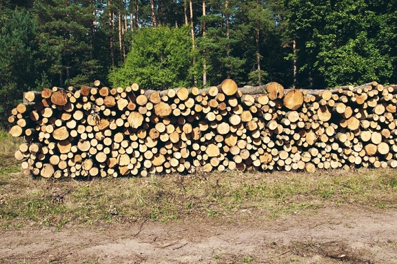 Las, drewno, drewno opałowe, drewno cięcia, ułożone, pnie drzew