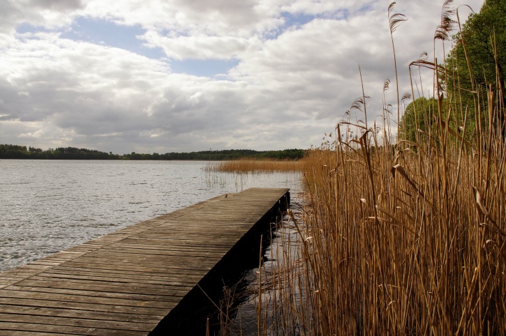 wooden pier, lake, marshland, swamp