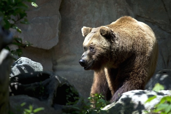 brown bear, animal, furry, grizzly bear