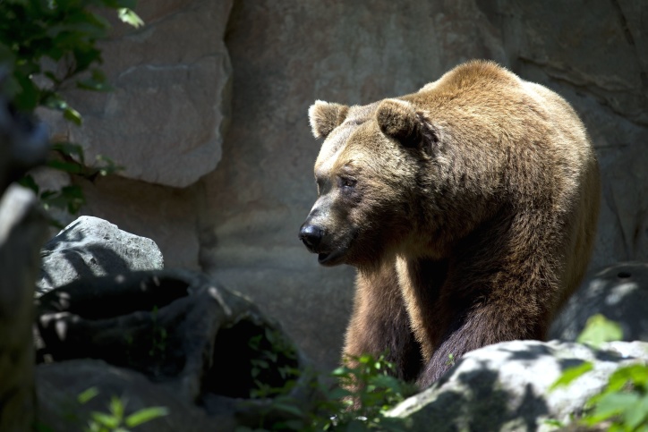 brun Björn, djur, lurviga, grizzlybjörn
