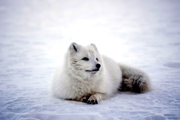 Tier, Polarfuchs, Schnee, Frost, gefroren, Eis, Säugetier