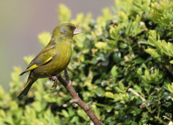 แปลกใหม่ songbird ป่าฝน นก สาขา สีเขียว สัตว์