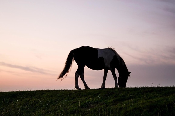 animal, silhouette, herbe, prêle, poney, coucher de soleil, crépuscule