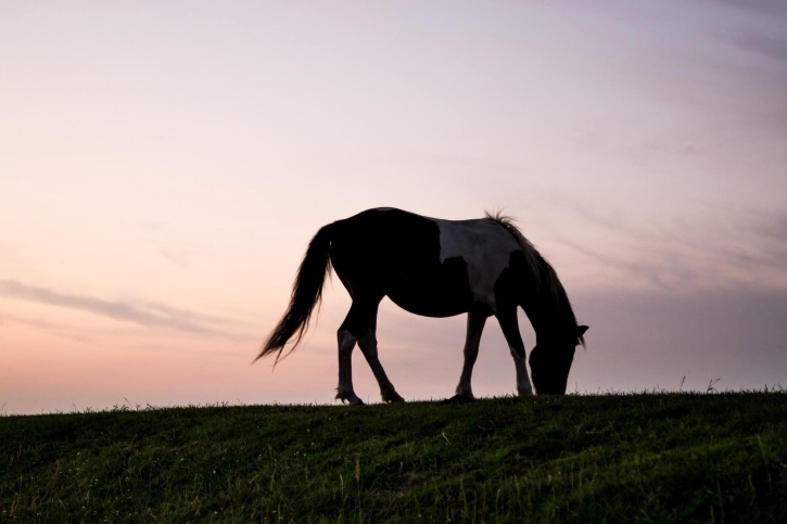 animale, silhouette, erba, coda di cavallo, pony, tramonto, crepuscolo