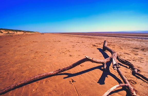 beach, desert, ground, branch, driftwood, sky, free, alone, landscape