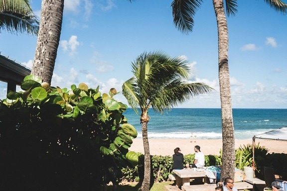 palm trees, summer, beach, sand, seashore, water, blue sky