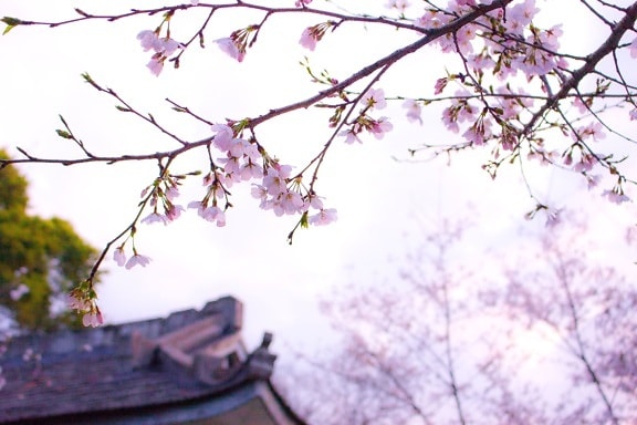 Sun, sunny, tree, blossom, blue, sky, spring time