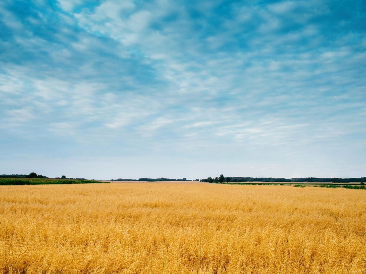 облаци, синьо небе, земеделие, култури, пшеница, пейзаж, лято