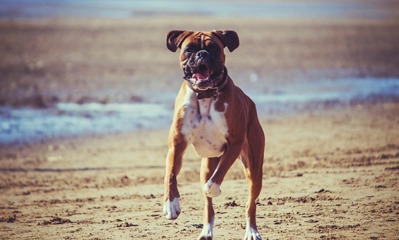 cão, praia, boxer, animal, carnívoros, canino, do animal de estimação