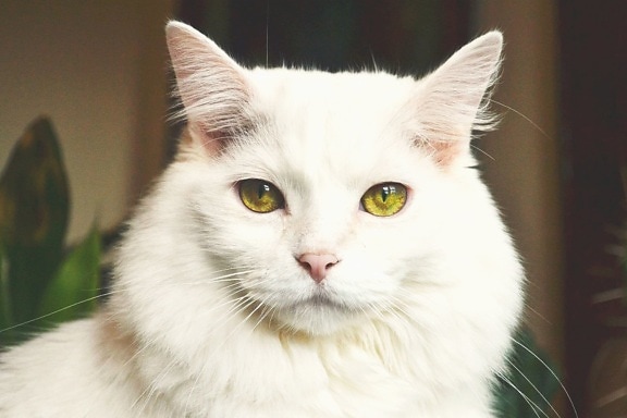 pentu, valkoinen kissa