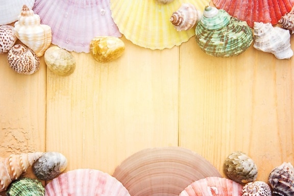 summer, texture, conch, sea, shells, wooden planks