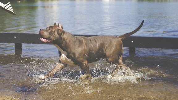 canino do animal de estimação, de rio, animal, cão de água,