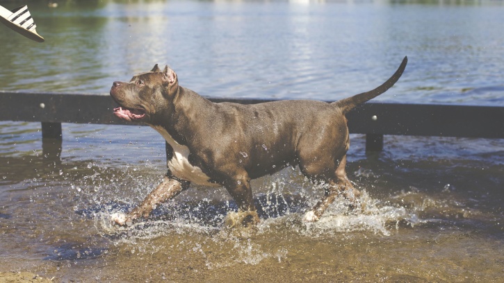 river, pet, canine, water, animal, dog