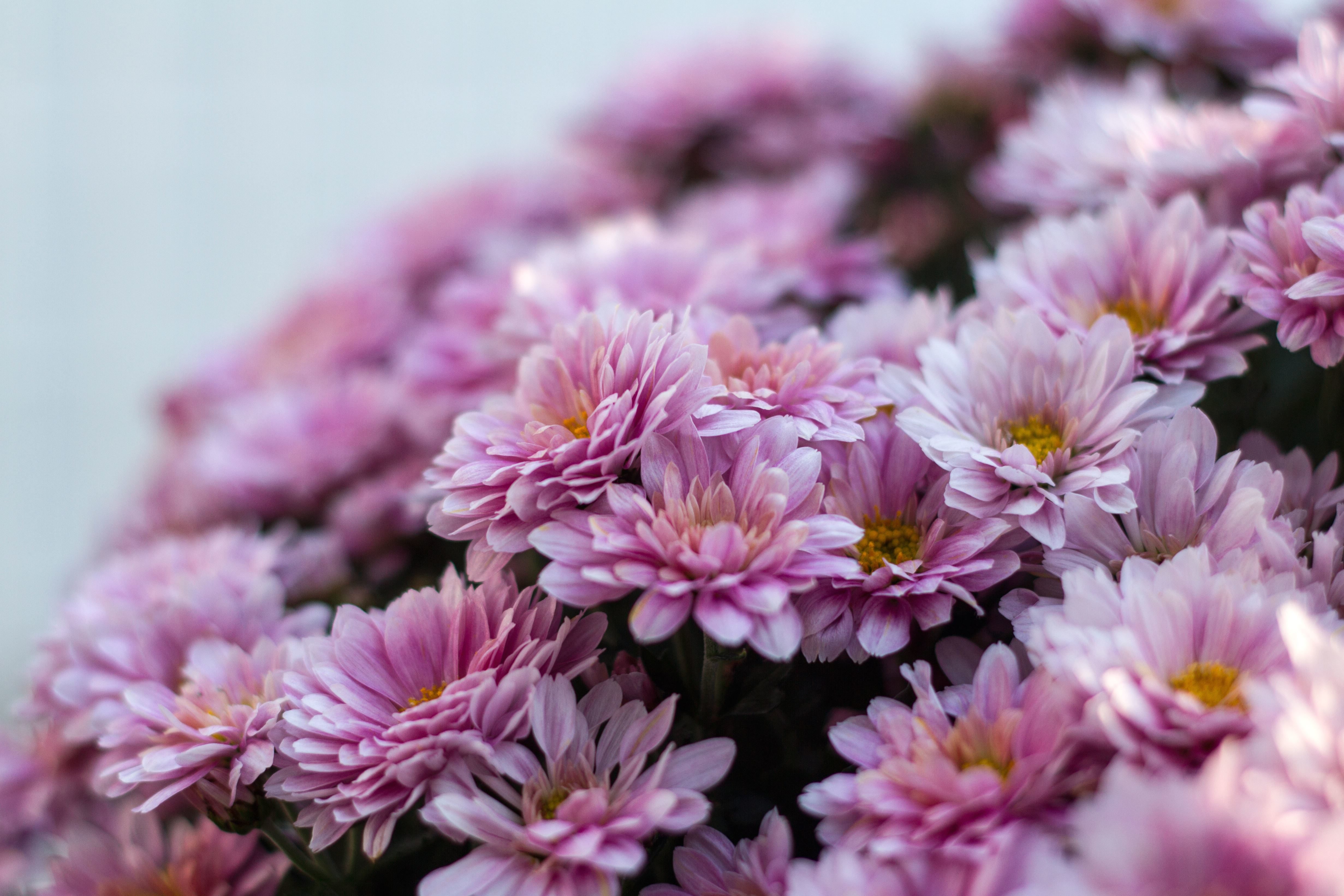 Kostenlose Bild: Blüte, Chrysantheme, Botanischer Garten, Strauß