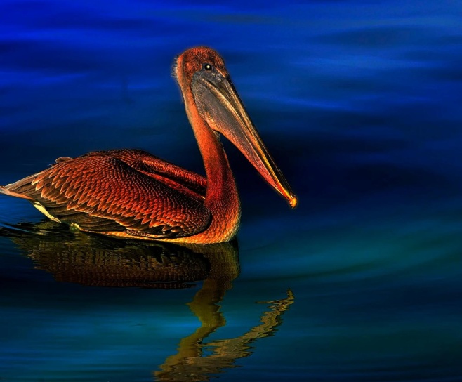 кафяв пеликан, животински, птица, водоплаващи, езеро