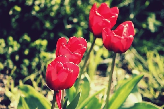flor, tulipanes, verano, jardín
