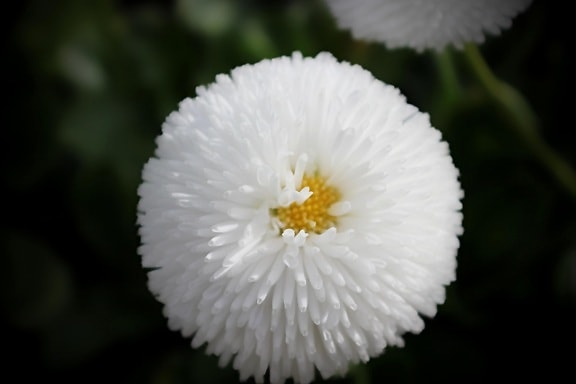 цветя, бели венчелистчета, флора, цветен прашец