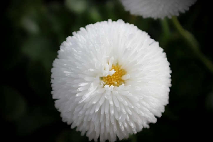flower, white petals, flora, pollen