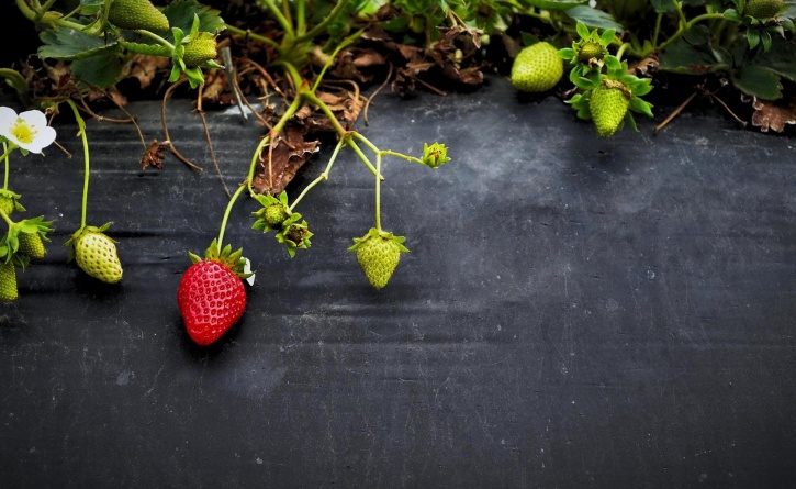 水果, 草莓, 成熟的水果, 季节, 夏天