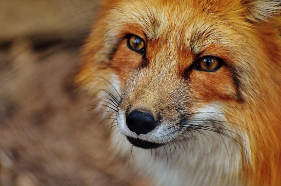 Fox, zwierząt, przyrody, Fotografia, natura