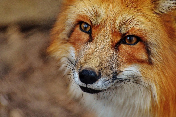 Fox, eläin, luonto, valokuvaus, luonto