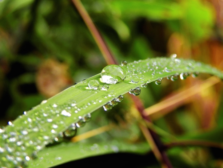 bản chất, thực vật, nước, ẩm ướt, sương, màu xanh lá cây cỏ
