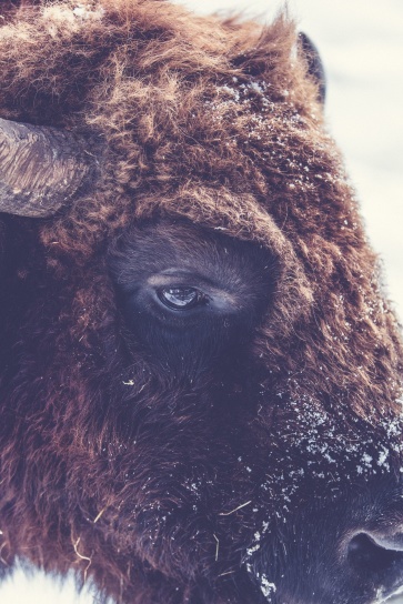 Buffalo, efectivele de animale, bison, cap, corn, iarna