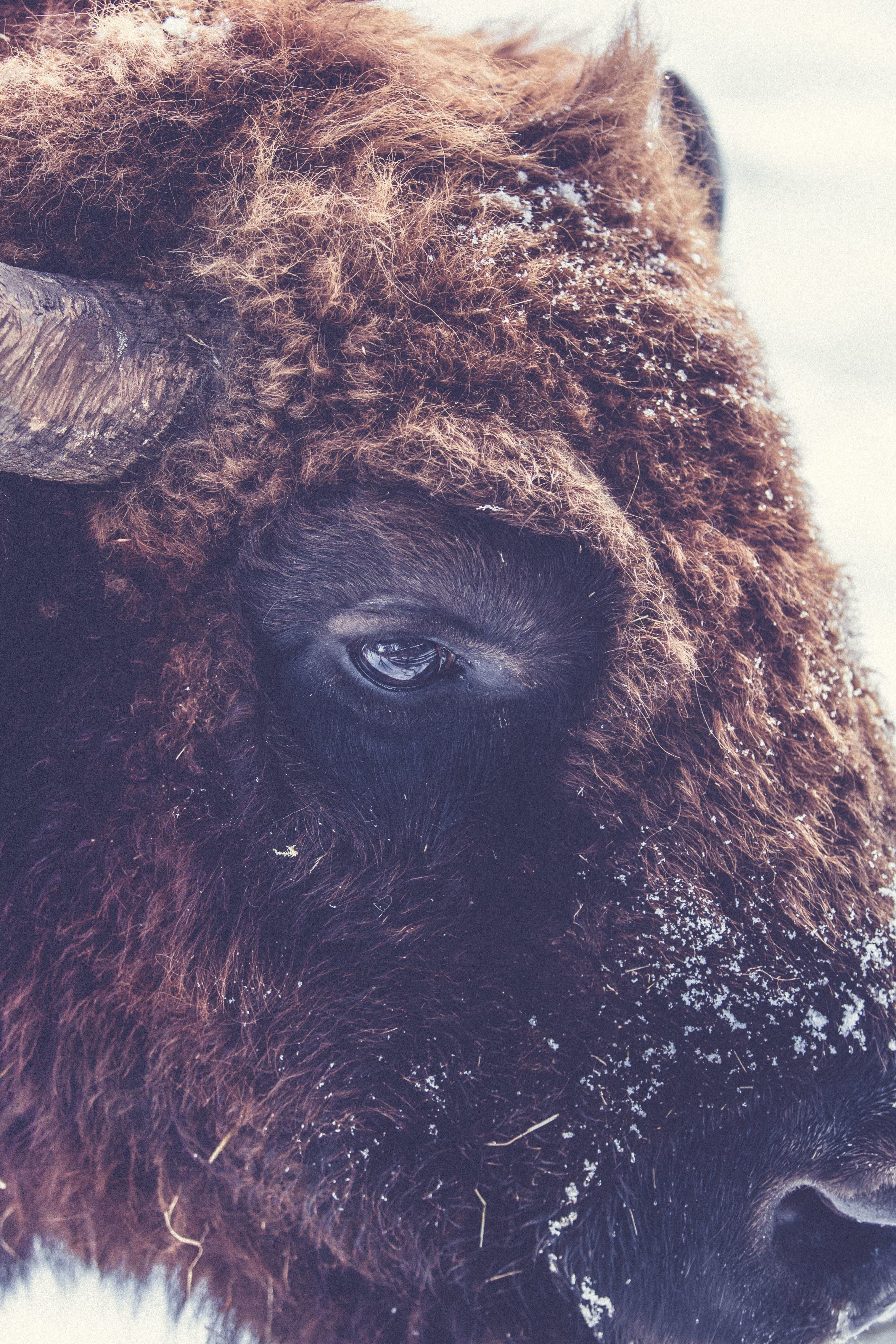 Imagine Gratuită Buffalo Efectivele De Animale Bison Cap Corn