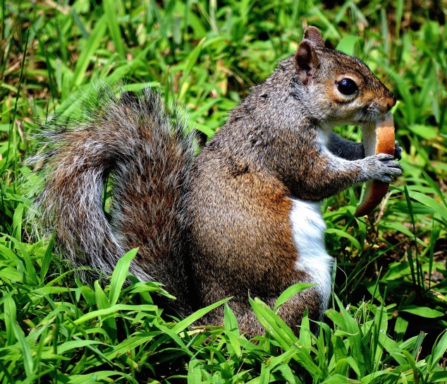 squirrel, fauna, eating, grass, nature, wildlife