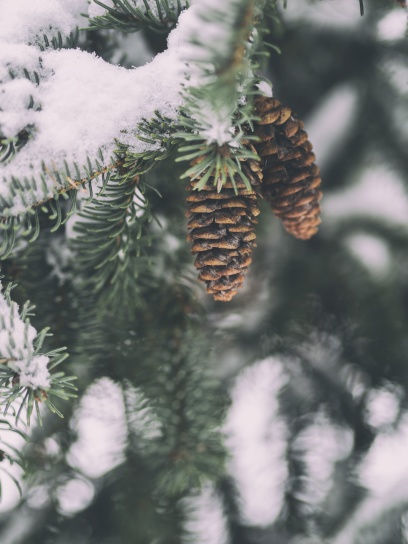 冬天, 树枝, 松树, 针叶树, 雪