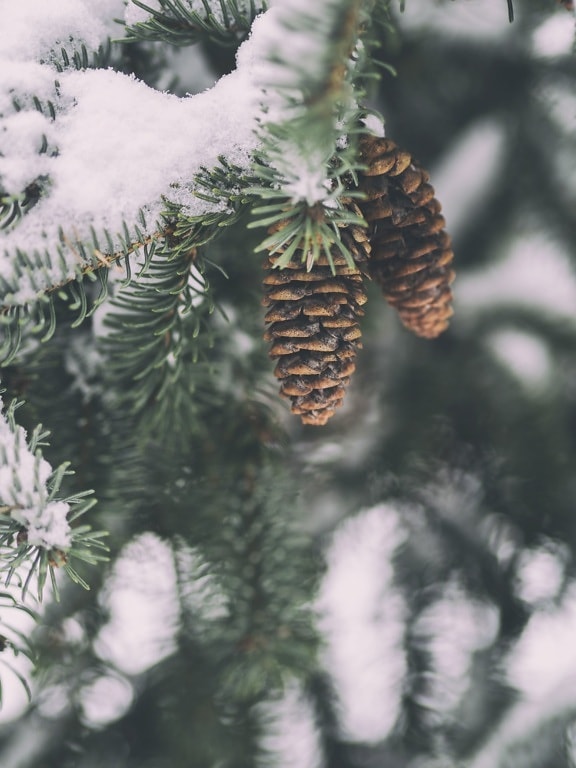 winter, branch, pine, conifer tree, snow