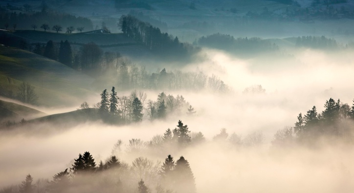 pine, trees, weather, foggy