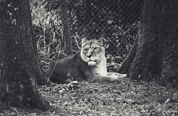 sư tử cái hoang dã, động vật, Châu Phi, thiên nhiên