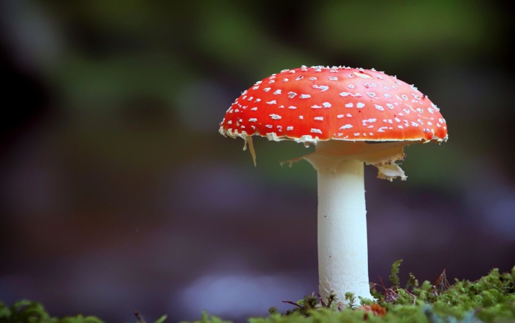 mushroom, nature, macro, flora, fungus
