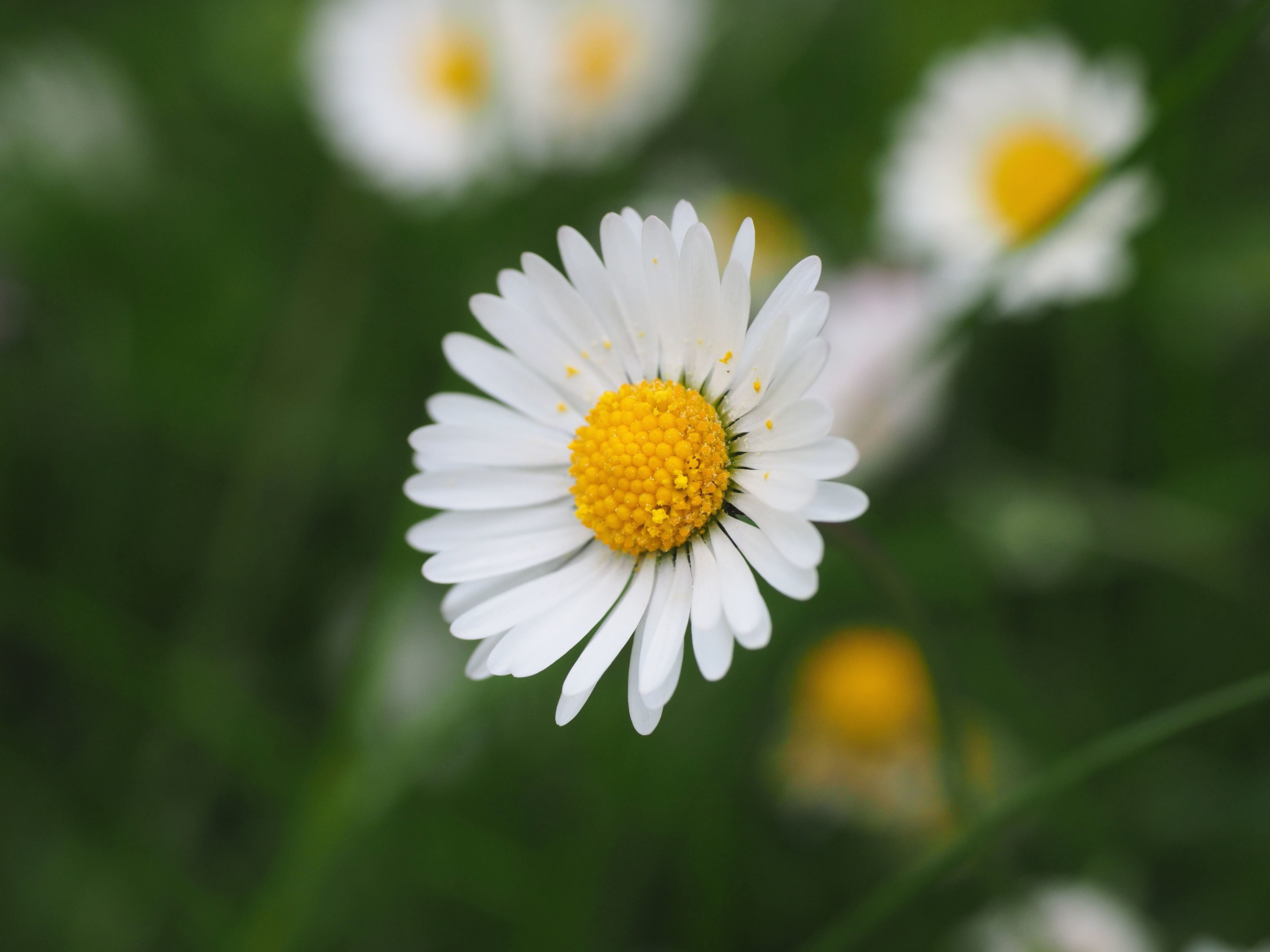 free-picture-white-petaled-flora-flowers-focus-petals-pollen