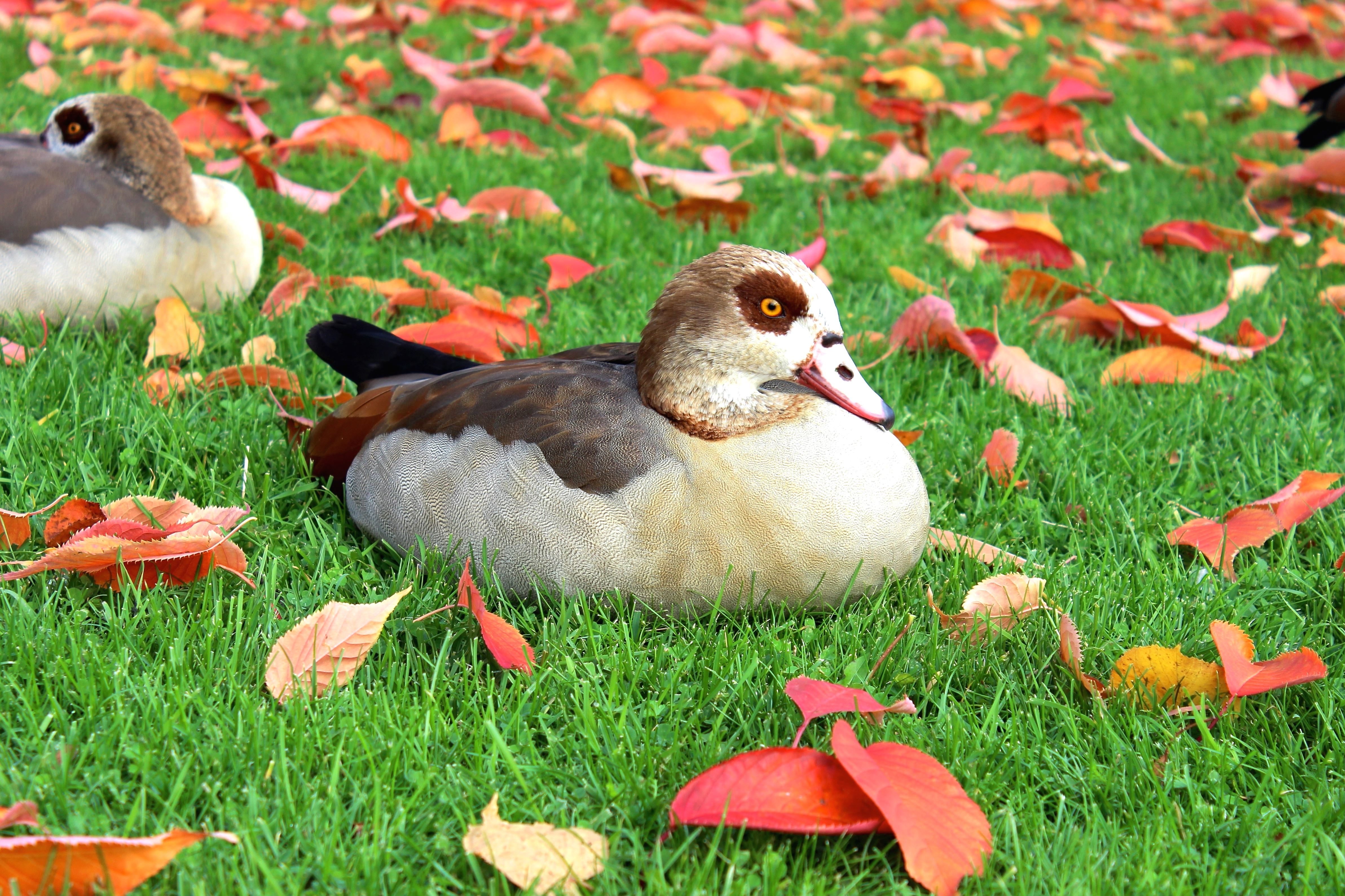 秋天的代表动物图片
