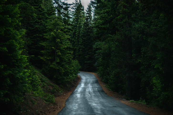 trees, woods, forest, road