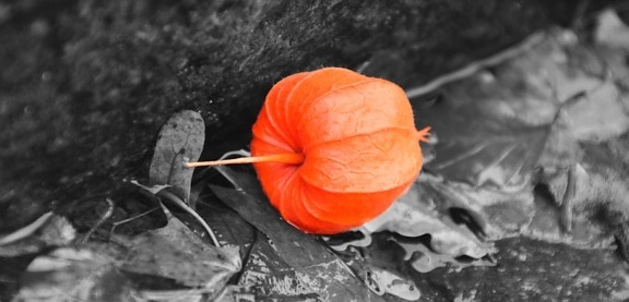 colore arancione, foglie, autunno, artistico, fotomontaggio