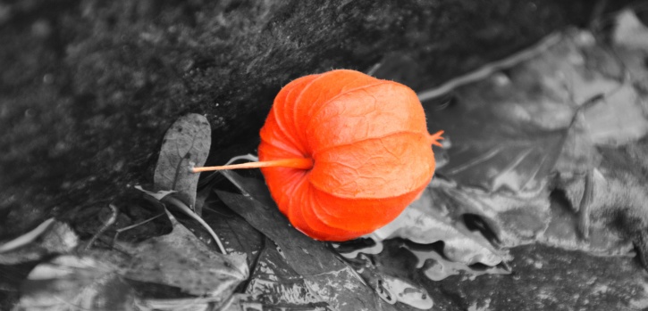 oranje kleur, blad, herfst, artistieke, fotomontage