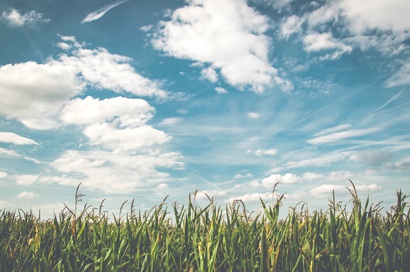 campo de milho, milho, culturas, campo, campo, fazenda, nuvens, céu azul