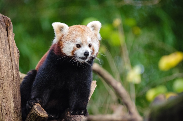 panda rojo, oso, árbol, fauna, animal