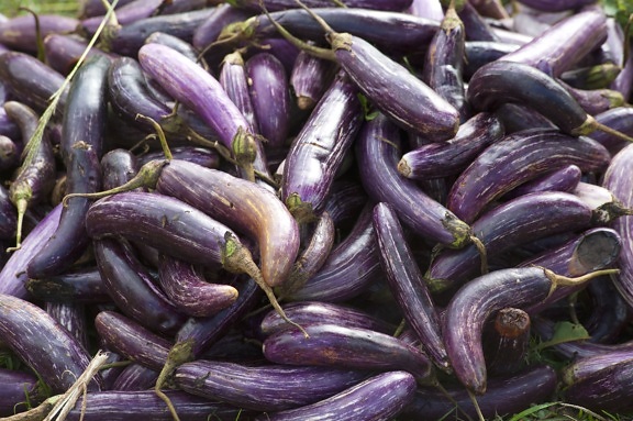 aubergine, agriculture, organic vegetable, purple, vegetable