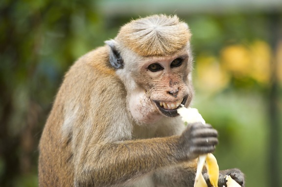 macaco, macaco, banana, animal bonito, comendo, exótico