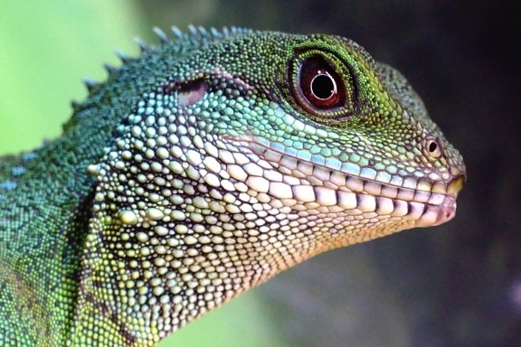 lizard, chameleon, pet, reptile, animal, camouflage, exotic animal